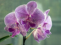 Orchid-Flower.jpg