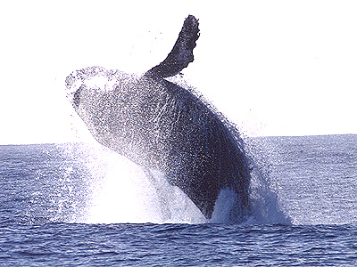 Whale-2.jpg