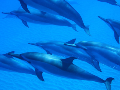dolphins400.jpg