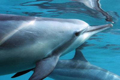 Dolphin&YouSep.jpg