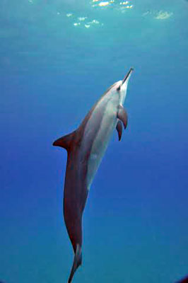 DolphinUniJan15-1.jpg