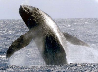 Large-Whale-Breaching.jpg