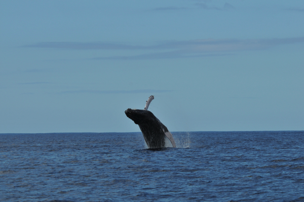 クジラって本当に存在するの？