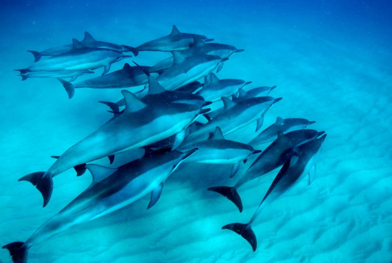 🐬✨イルカ大学🐬✨2便目キャンペーン実施中！