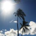 Dairy Life of Rainbow Island Hawai'i