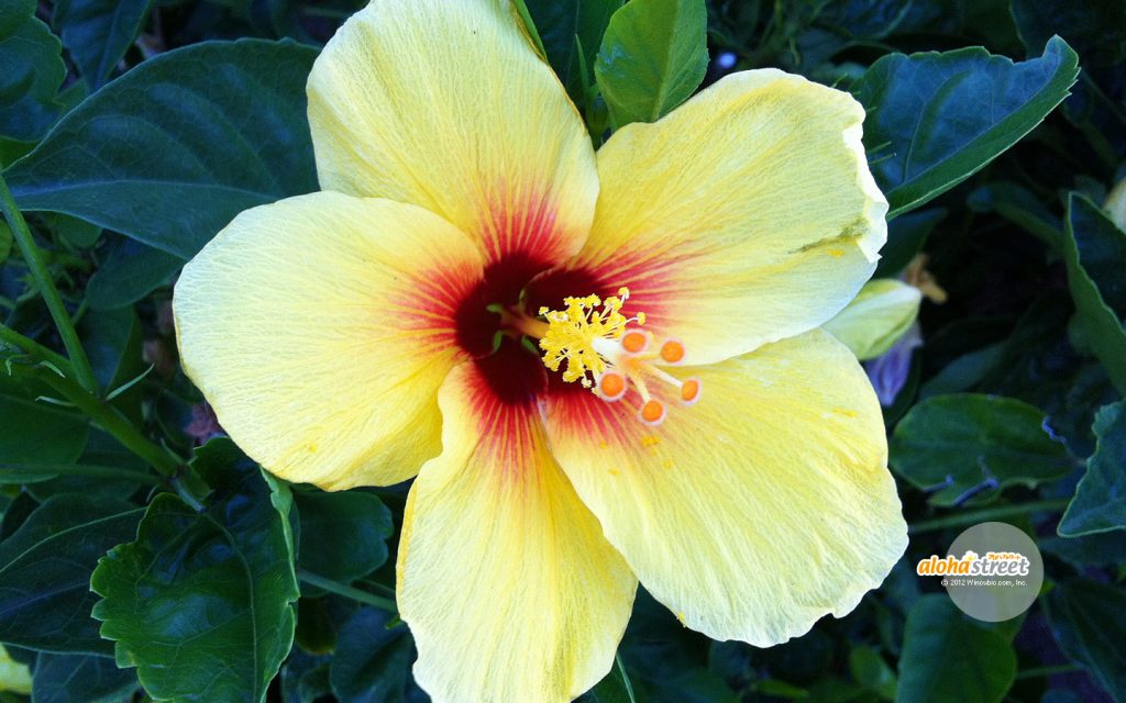 これがハワイの州花イエロー・ハイビスカス