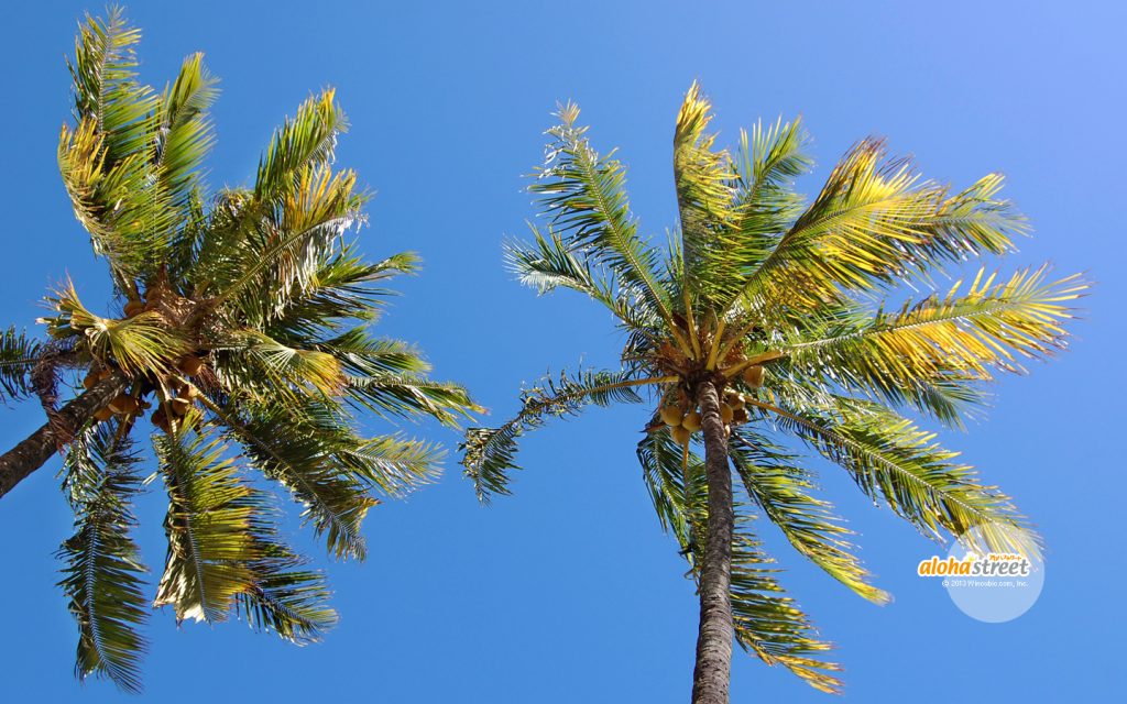 ハワイに来ると何度も見上げたくなるこの青い空！