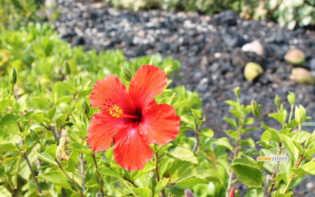 ハワイ島で出会った情熱的な溶岩色のハイビスカス