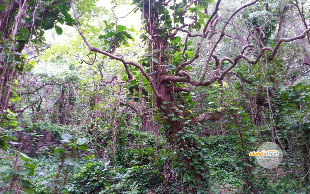 ジャングルで見つけた今にも話しかけてきそうな木