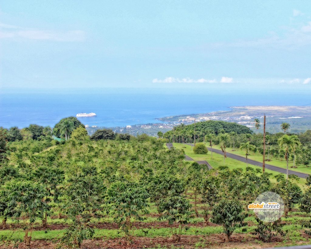 ハワイ島に広がるコーヒー農園を眺めながらのんびりお散歩