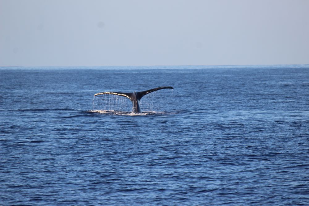 クジラの遭遇率アップ！