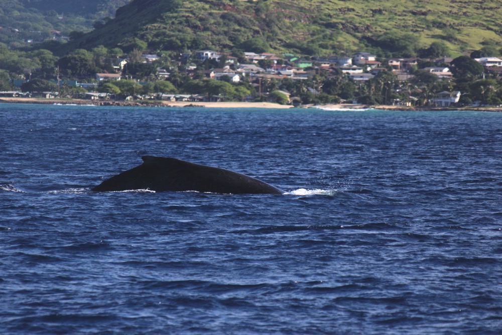 親子のクジラ