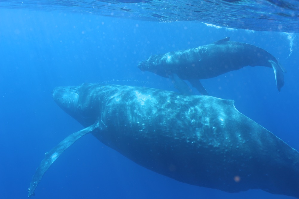 クジラとの胸キュン体験