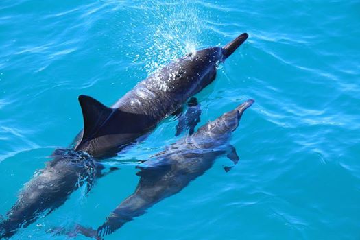 ハワイでイルカと泳ぎたい ドルフィン ユー のツアーがオススメ イルカの呼吸 アロハストリート ハワイの予約 クーポン