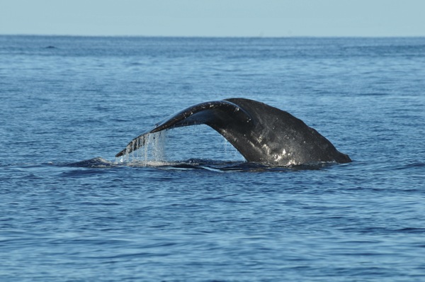 私立イルカ中学で初クジラ発見☆