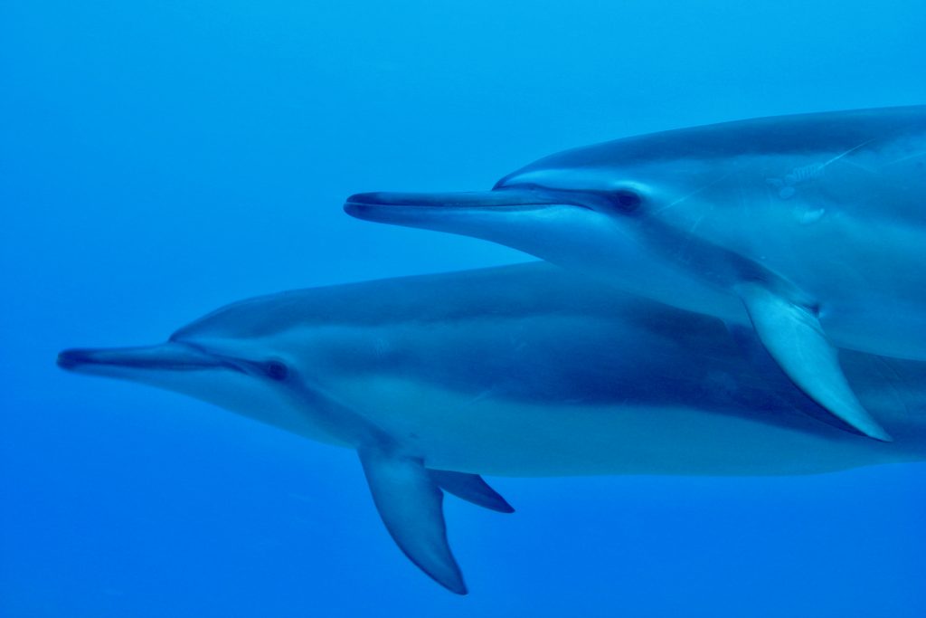 イルカは海の天使ー野生のイルカと泳ぐツアーの始まり