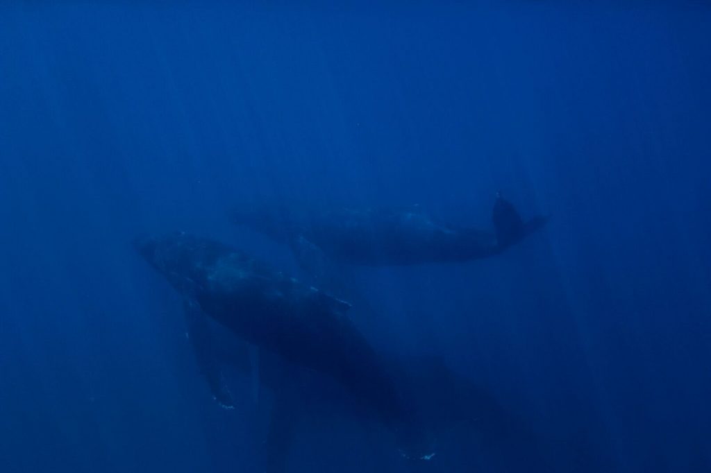 ツアー中に野生のクジラを水中で発見！