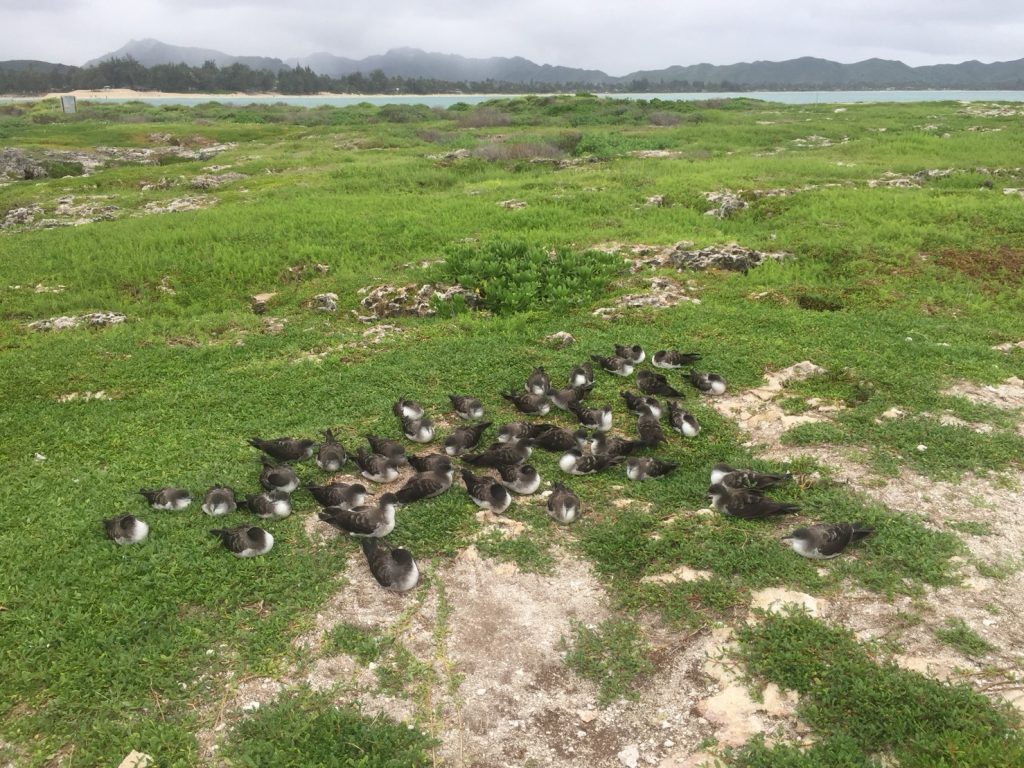 春ですね～。渡り鳥が戻ってきました。