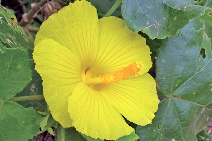 「ハワイ州花」は黄色いハイビスカスだって、知ってた？