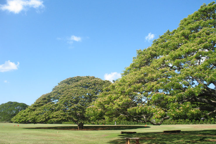 ハワイの庭園「モアナルア・ガーデン」 - この木なんの木…とカメハメハ