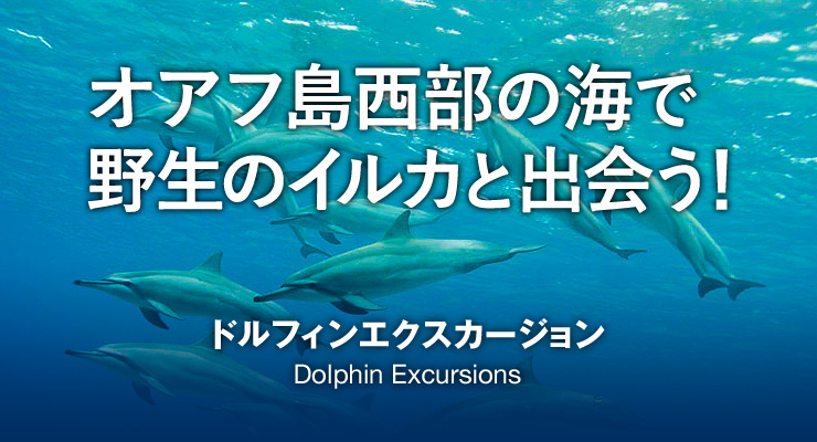 オアフ島西部の海で野生のイルカと出会う！　ドルフィンエクスカージョン