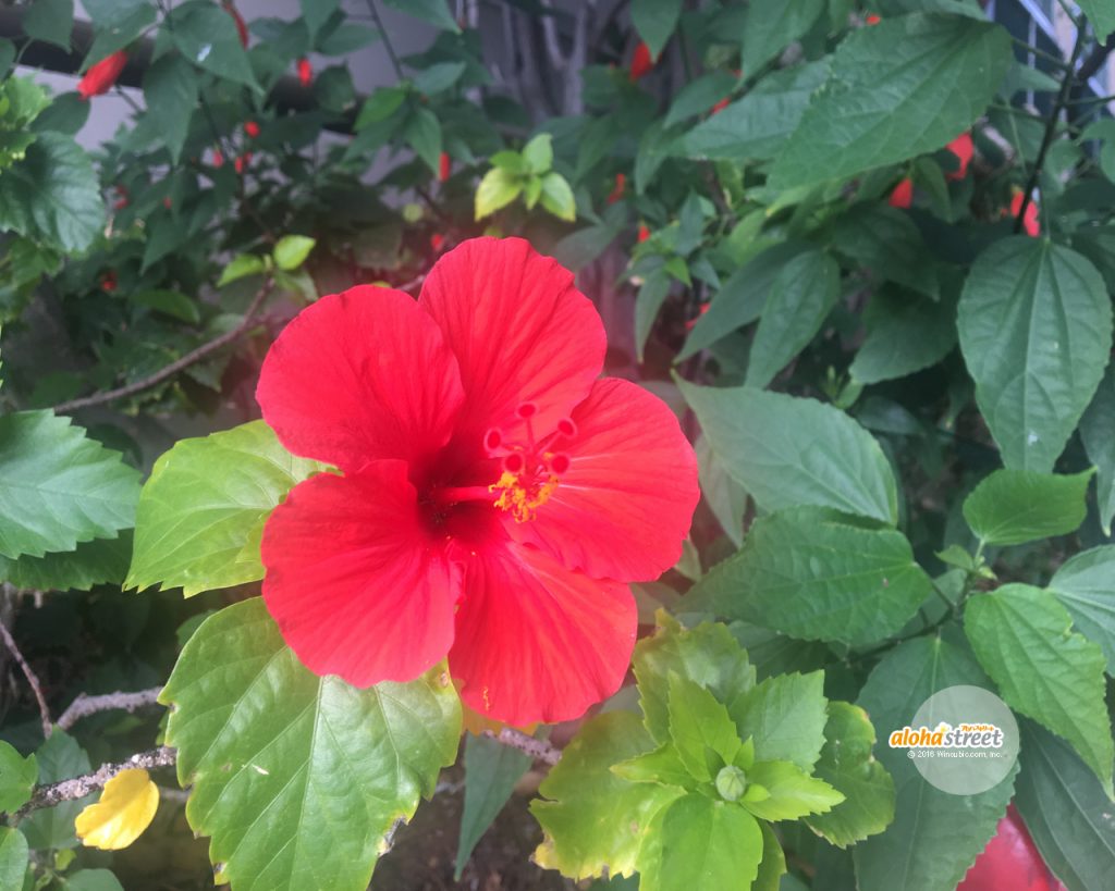 真っ赤なハイビスカスがきれいに咲いてる アロハストリート ハワイ