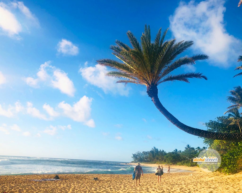 サンセットビーチのヤシの木 | アロハストリート-ハワイ