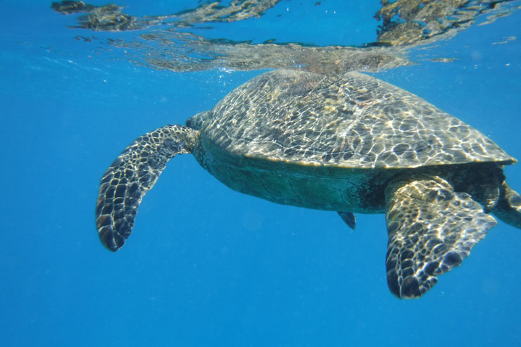 ハワイの海で野生のウミガメと泳いできた！ | アロハストリート-ハワイ