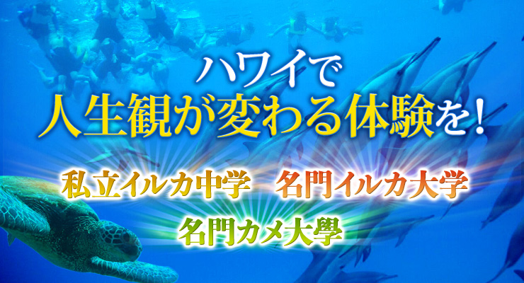 ハワイで人生観が変わる体験を! 私立イルカ中学/名門イルカ大学/名門カメ大學
