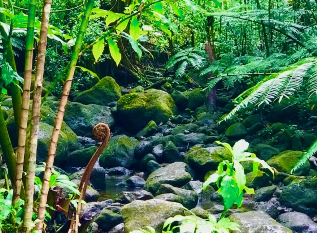 マノアの滝ツアーを360度ビデオでリアルなジャングル体感！