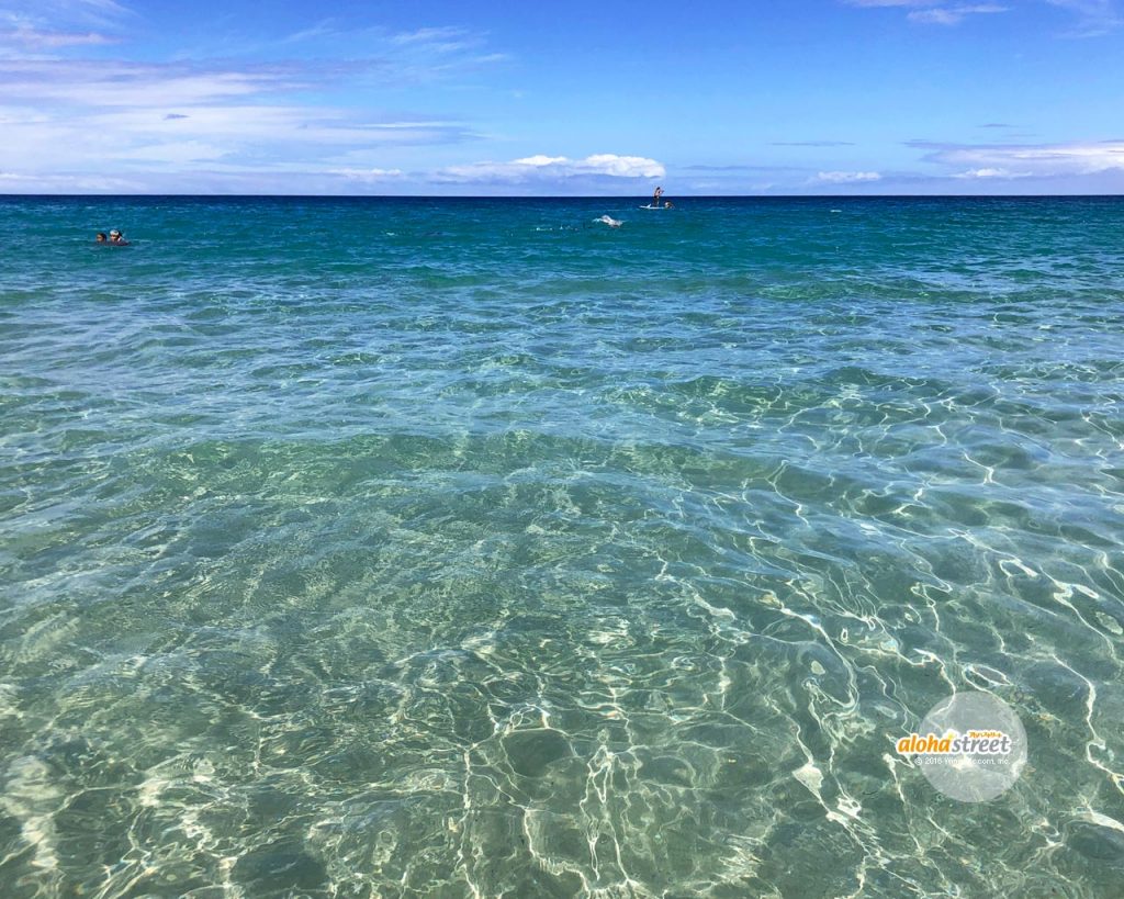 ラブリーハイビスカス 海 壁紙 すべての花の画像