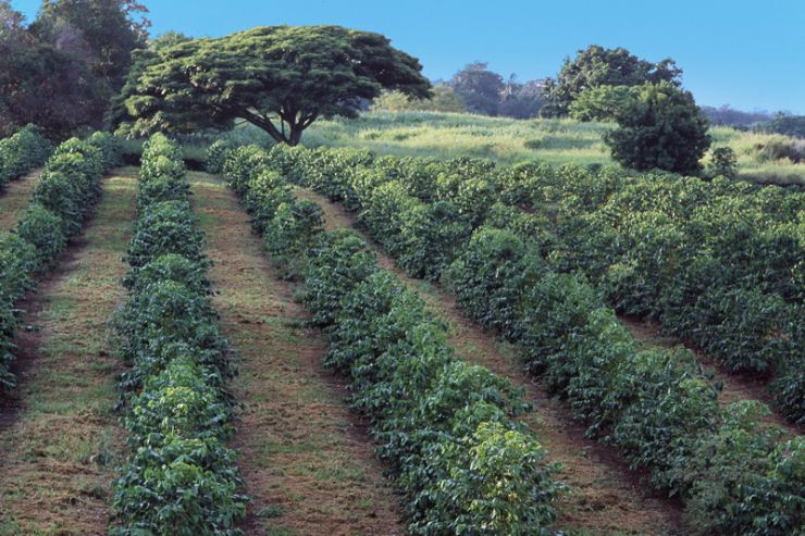 ハワイ島コナで150年以上続くグリーンウェルコーヒー農園
