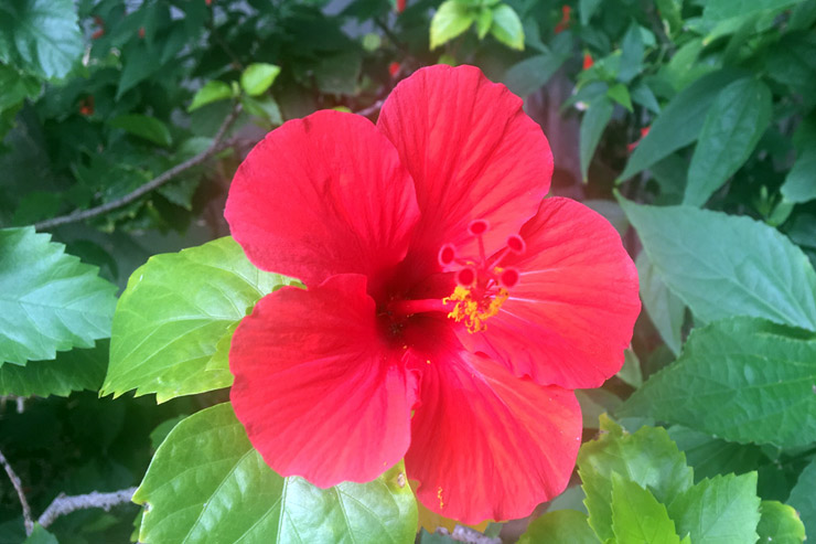 ハワイに咲くトロピカルな花や植物まとめ アロハストリート ハワイ