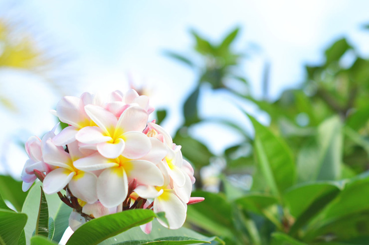 ハワイに咲くトロピカルな花や植物まとめ