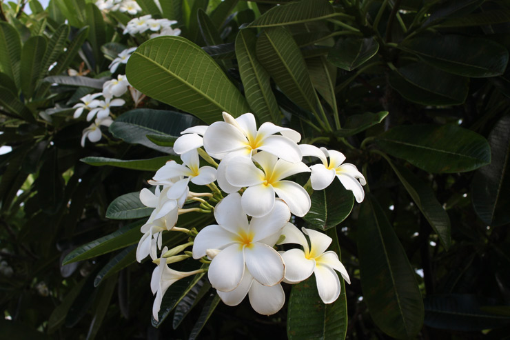 ハワイに咲くトロピカルな花や植物まとめ アロハストリート ハワイ