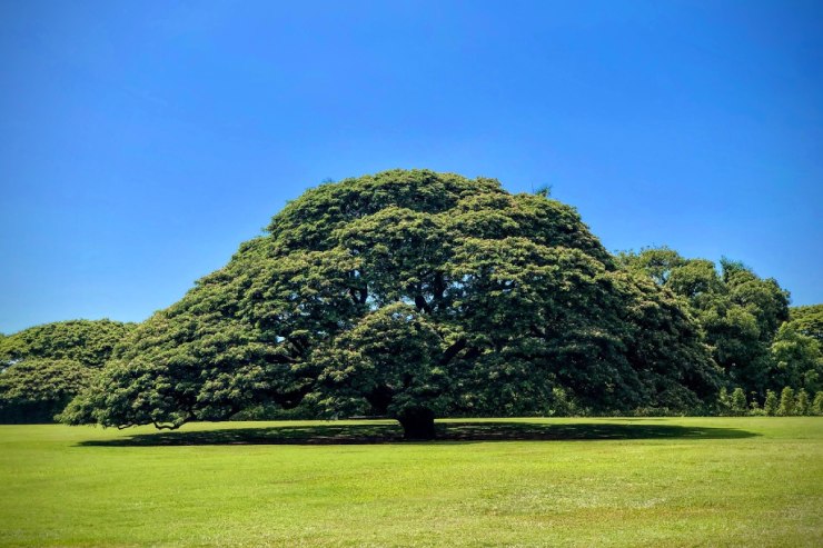 メレを旅するハワイ〜気になる木で有名なモアナルアへ