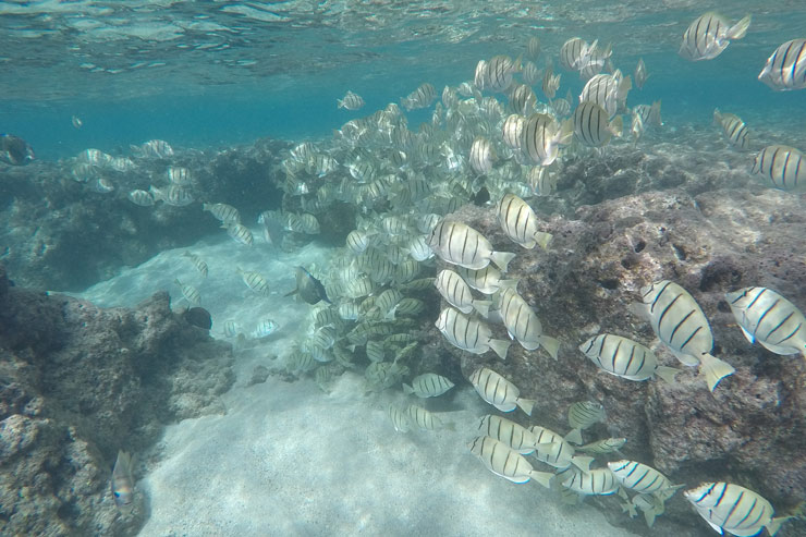 ハワイの自然美に感動 ハナウマベイで魚と泳いできた アロハストリート ハワイ