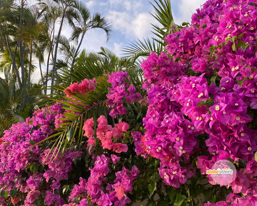 ハワイの空に映える鮮やかなピンクに思わずため息