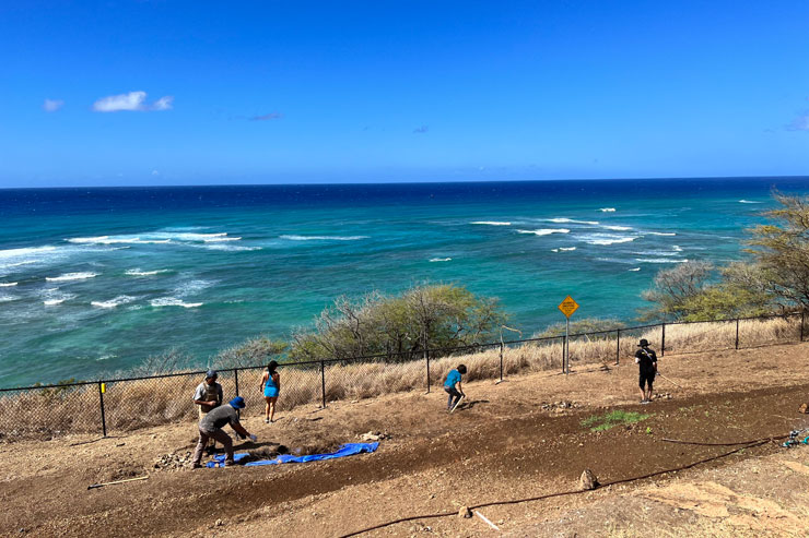 ダイヤモンドヘッド・ビーチ周辺で増えすぎた外来種の代わりにハワイの固有種や植物を植える活動をしているKUILEI CLIFFS