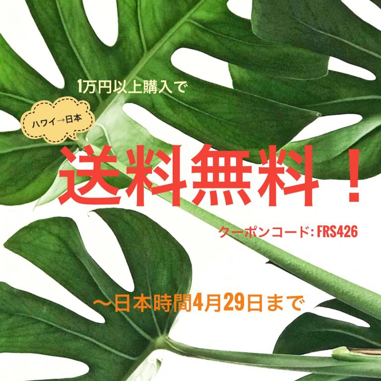 WEB送料無料キャンペーン！！