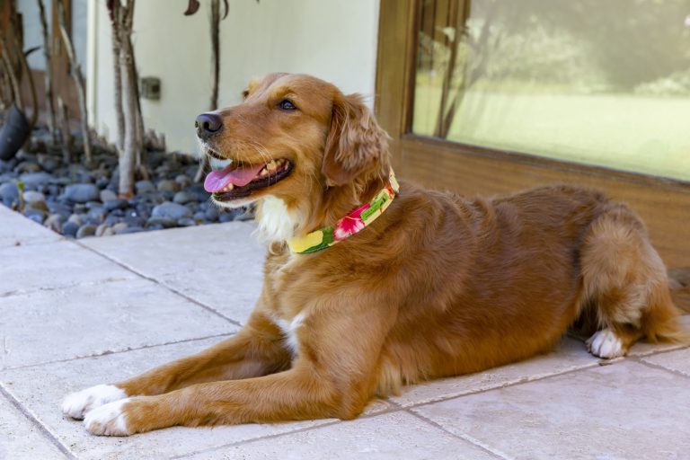 【カルビン&スージー】元気になれる黄色・ハワイ柄の犬用首輪