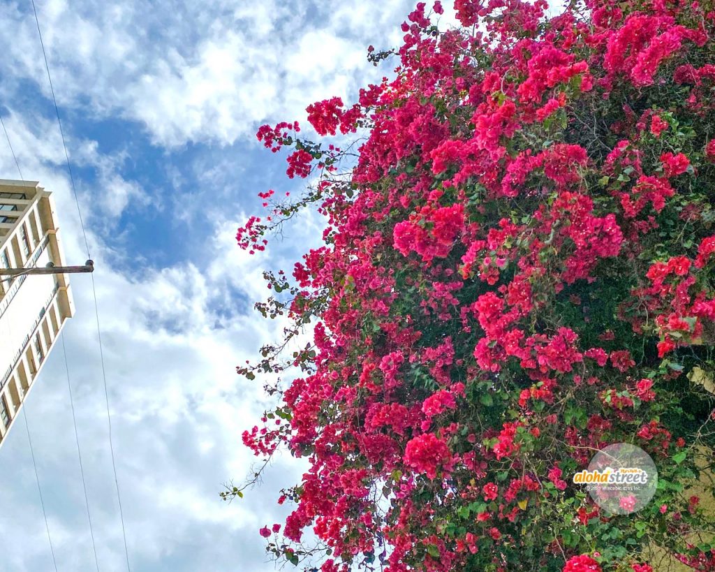 ハワイの空に映えるピンク色のお花