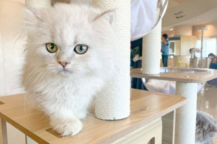 人気の猫カフェがパールリッジセンターに2号店をオープン