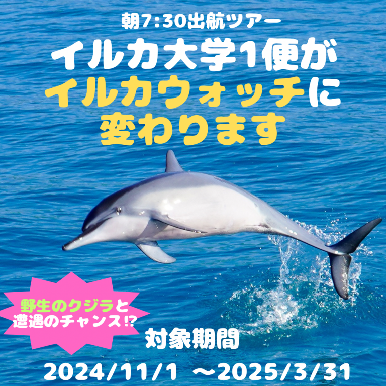 【お知らせ】イルカ大学１便がイルカウォッチに変更！！