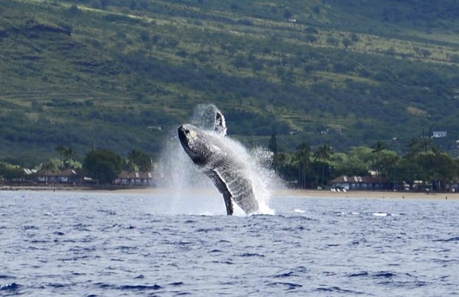 クジラの季節がやってくる...!