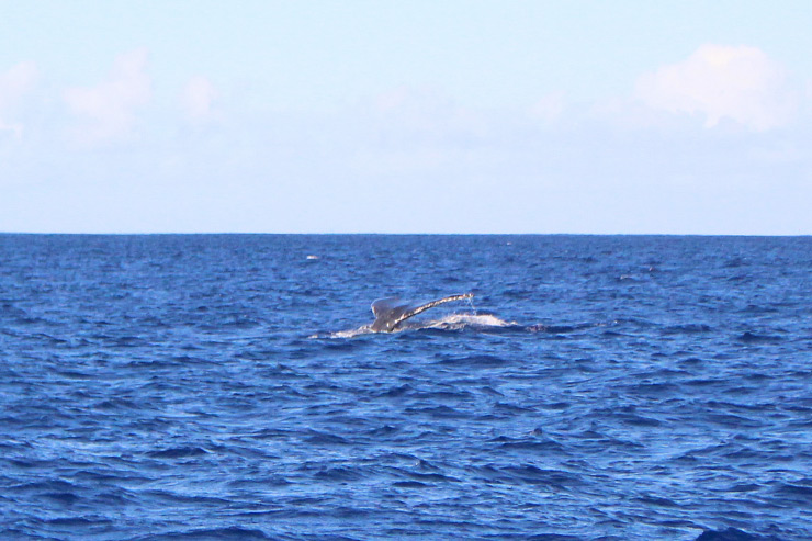 ハワイ イルカ大学 クジラ