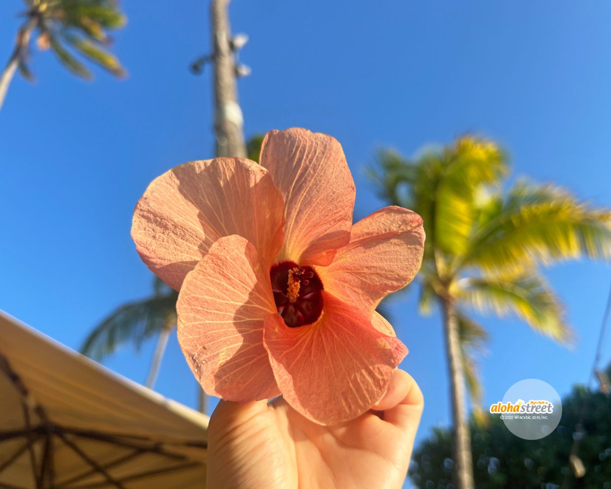 オレンジが可愛い！ビーチ沿いのハウの花