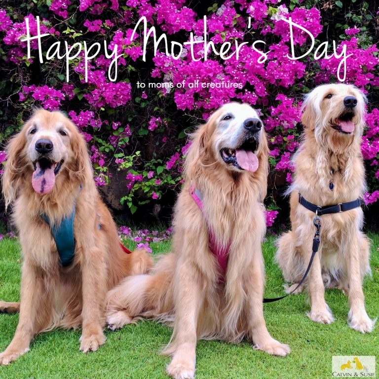 【カルビン＆スージー】Happy Mother's Day♡