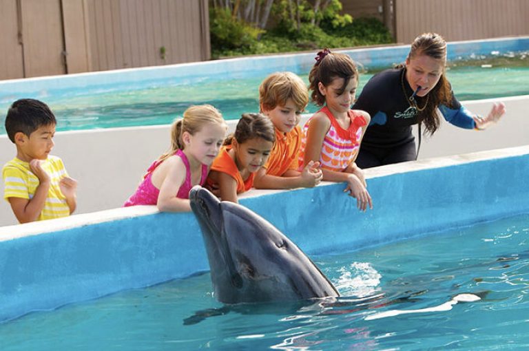 シーライフパークでイルカと触れ合う🐬