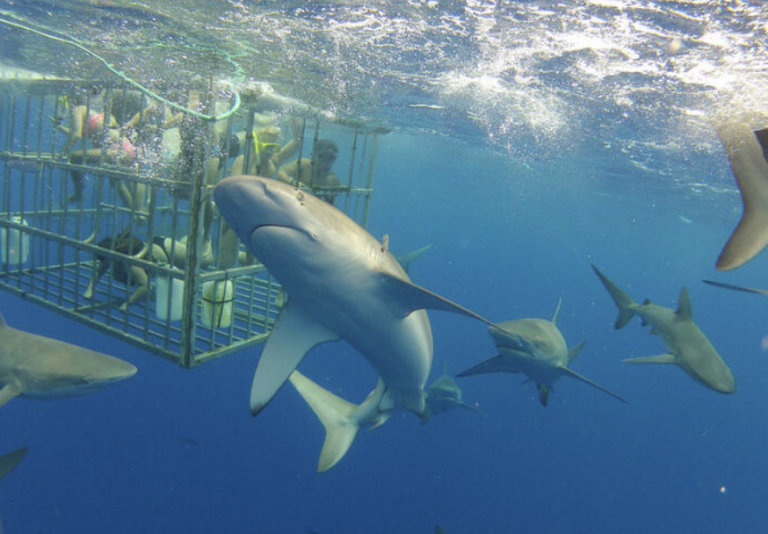 シャークツアー🦈